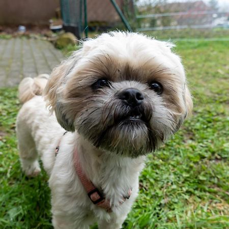 Fewo Harzer Weitblick, Hunde Willkommen, W-Lan, 2X Smart Tv, Dtv 4 Sterne, 4 Pfoten برونلاغ المظهر الخارجي الصورة