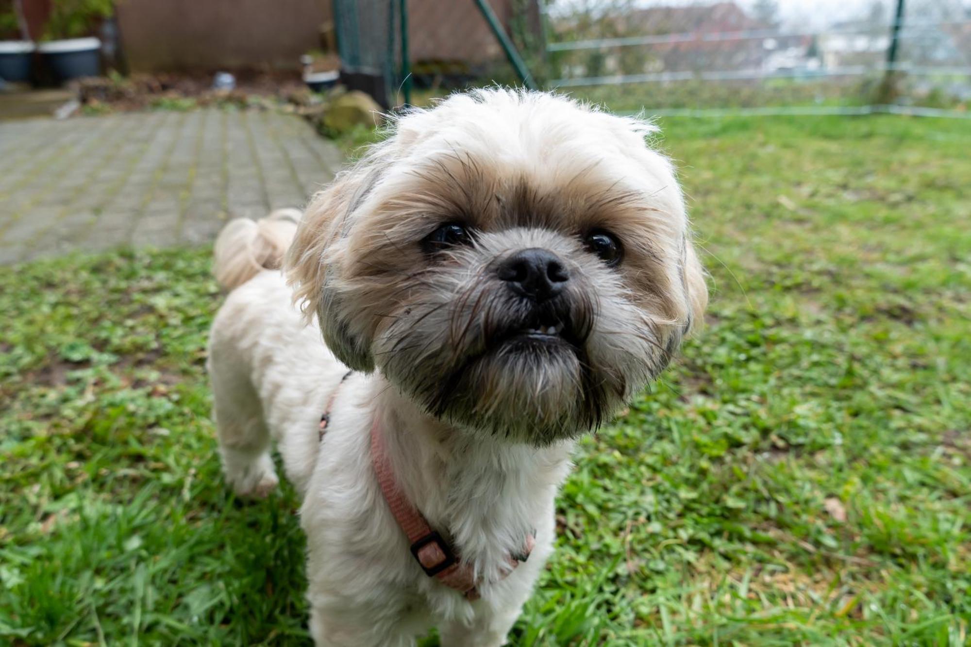 Fewo Harzer Weitblick, Hunde Willkommen, W-Lan, 2X Smart Tv, Dtv 4 Sterne, 4 Pfoten برونلاغ المظهر الخارجي الصورة